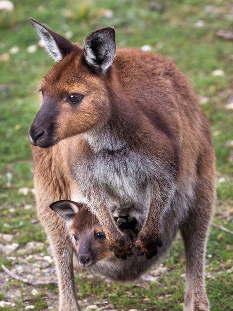 Mercure Kangaroo Island Lodge - Brisbane Tourism 38