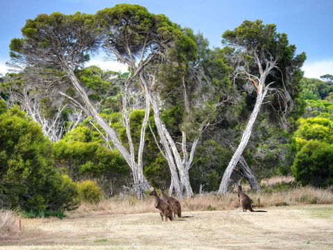 Mercure Kangaroo Island Lodge - Brisbane Tourism 33