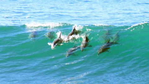 Mollymook Beach Waterfront - Brisbane 4u 4