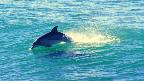 Mollymook Beach Waterfront - Brisbane 4u 22