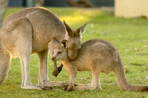 BIG4 Tasman Holiday Parks - Racecourse Beach - Brisbane 4u 39