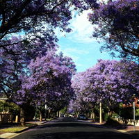 Book Wayville Accommodation Vacations Tourism Brisbane Tourism Brisbane