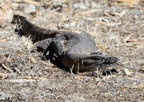Sea Dragon Kangaroo Island - Tourism Brisbane 24