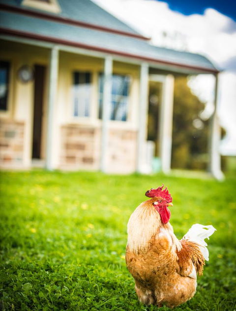 Barossa Vineyard Cottages - Tourism Brisbane 39