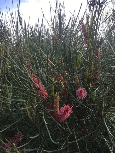 Adelaide Style Accommodation-Close To City-North Adelaide-3 Bdrm- FREE Parking - Tourism Brisbane 42