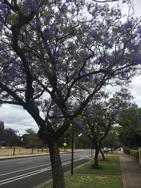 Adelaide Style Accommodation-Close To City-North Adelaide-3 Bdrm- FREE Parking - Tourism Brisbane 34