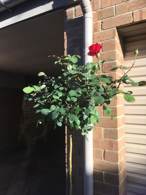 Adelaide Style Accommodation-Close To City-North Adelaide-3 Bdrm- FREE Parking - Tourism Brisbane 21