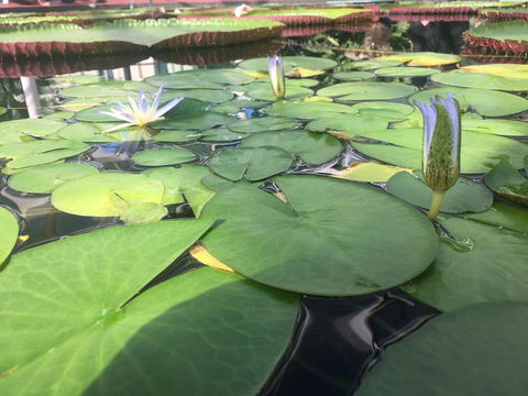 Adelaide Style Accommodation-Close To City-North Adelaide-3 Bdrm- FREE Parking - Tourism Brisbane 41