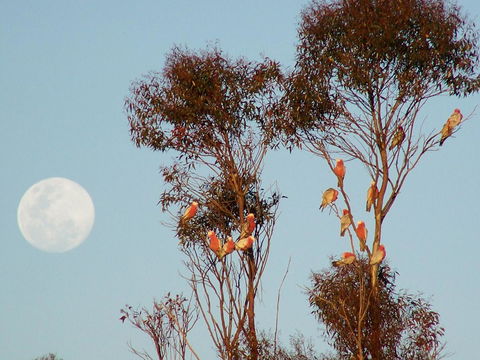 Burra Motor Inn - Tourism Brisbane 28