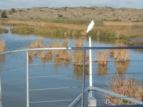 PS Federal Retreat Paddle Steamer Goolwa - Brisbane Tourism 11