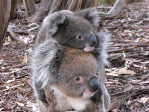 Discovery Parks - Kangaroo Island - Tourism Brisbane 34