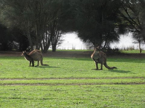 Discovery Parks - Kangaroo Island - Tourism Brisbane 40