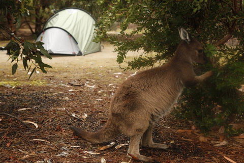 Discovery Parks - Kangaroo Island - Tourism Brisbane 35