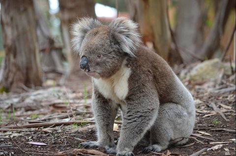 Discovery Parks - Kangaroo Island - Tourism Brisbane 38