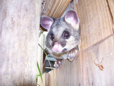 Discovery Parks - Kangaroo Island - Tourism Brisbane 39