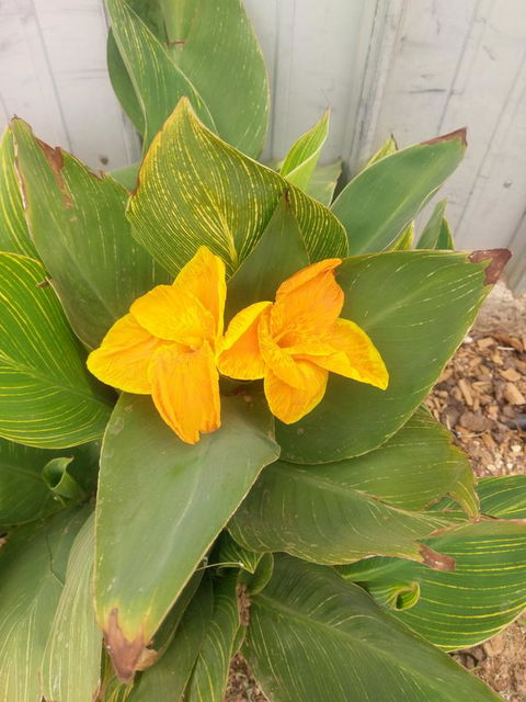 Desert Gum Retreat Gough St - Tourism Brisbane 20