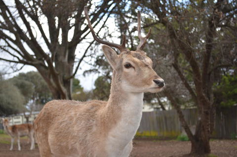 Deer Park Motor Inn Armidale - Tourism Brisbane 22
