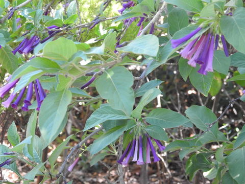 A Secret Garden - Tourism Brisbane 11