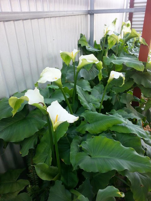 Addies Place Goolwa - Brisbane Tourism 11