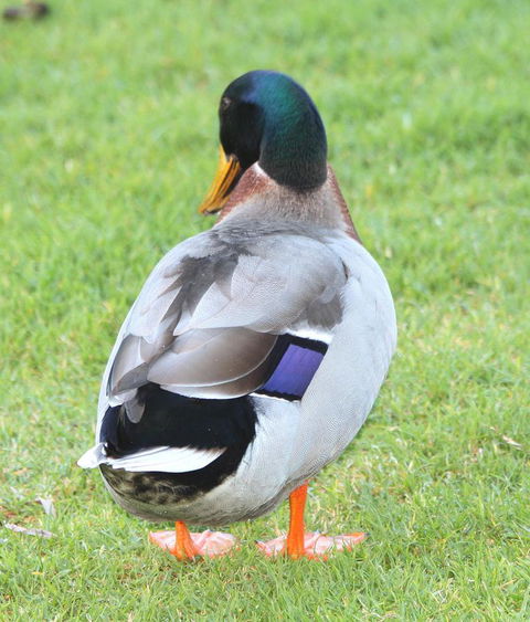 Riverview Tourist Park - Tourism Brisbane 26