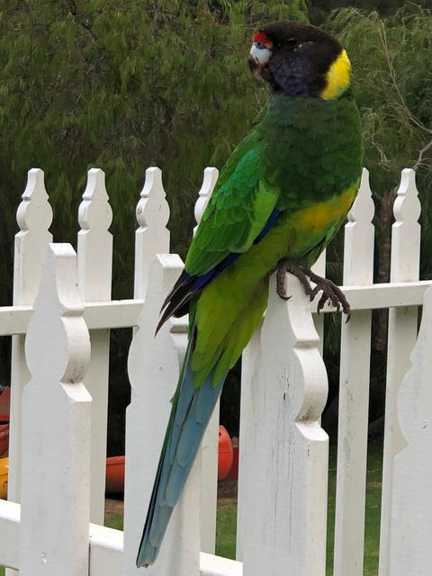 Riverview Tourist Park - Tourism Brisbane 20