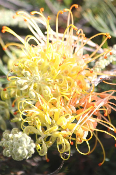 Riverview Tourist Park - Tourism Brisbane 37