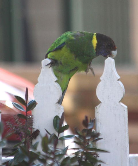 Riverview Tourist Park - Tourism Brisbane 35