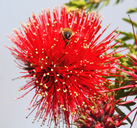 Riverview Tourist Park - Tourism Brisbane 36