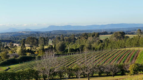 Grapevines Boutique Accommodation - Tourism Brisbane 21