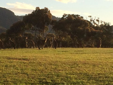 Grapevines Boutique Accommodation - Tourism Brisbane 26