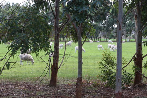 Sapphire Chalets, Augusta - Tourism Brisbane 10