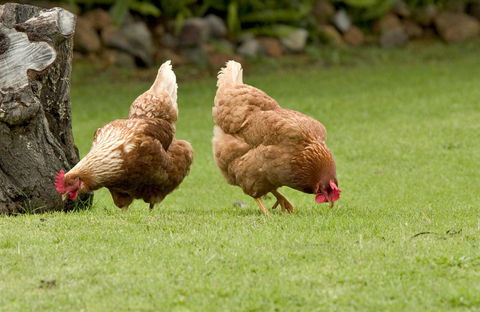 Peppermint Brook Cottages - Tourism Brisbane 10