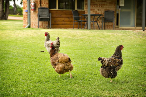 Peppermint Brook Cottages - Tourism Brisbane 12
