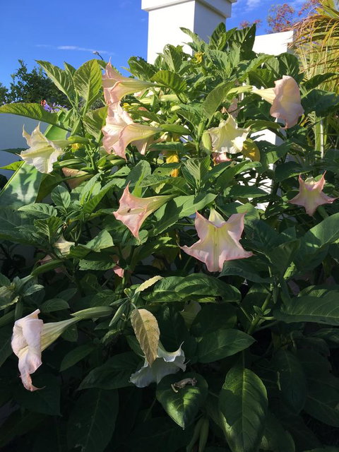 Bella Bali Gardens - Tourism Brisbane 22