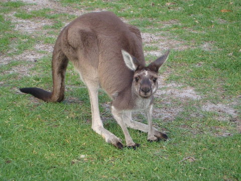 Bella Bali Gardens - Tourism Brisbane 39