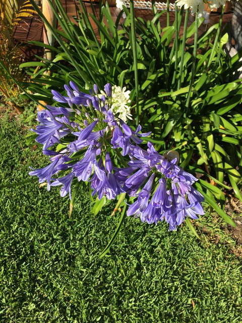 Bella Bali Gardens - Tourism Brisbane 21