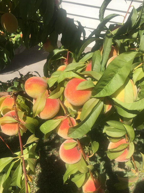 Bella Bali Gardens - Tourism Brisbane 26