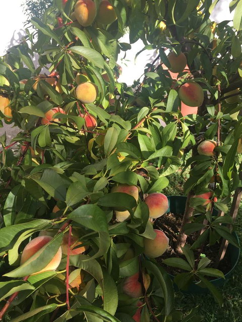 Bella Bali Gardens - Tourism Brisbane 25