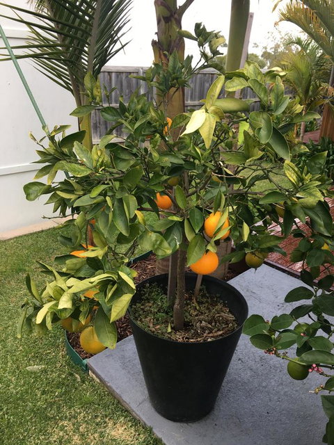 Bella Bali Gardens - Tourism Brisbane 24