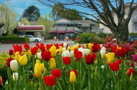Book Leura Accommodation Vacations Tourism Brisbane Tourism Brisbane