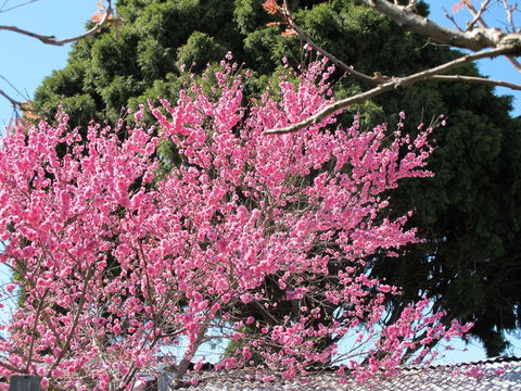 Apple Tree Cottage - Tourism Brisbane 31