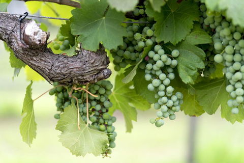 Thistle Hill Guesthouse - Walk To Many Wineries And Restaurants - Tourism Brisbane 44