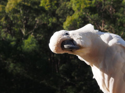 Bundle Hill Cottages - Tourism Brisbane 1