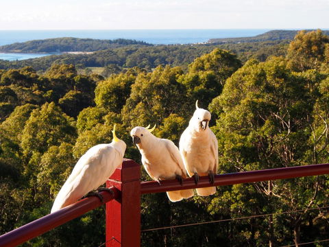 Bundle Hill Cottages - Tourism Brisbane 2