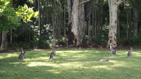 Bundle Hill Cottages - Tourism Brisbane 15