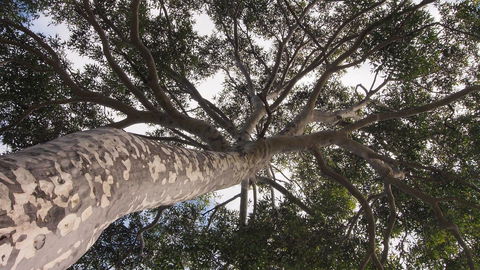 Bundle Hill Cottages - Tourism Brisbane 20