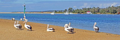 Pelican Motor Inn - Tourism Brisbane 29
