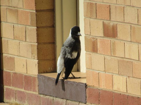 Allonville Gardens Motel - Tourism Brisbane 34