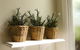 Morpeth Cottage - thumb 31