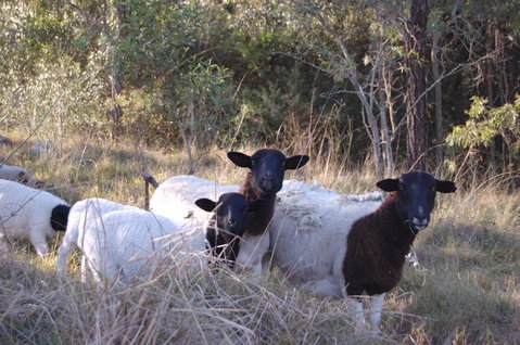 Cadair Cottages - Brisbane Tourism 15